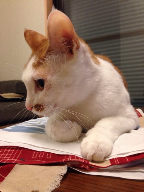 f:id:akiyochan15:20141109225938j:image:w389