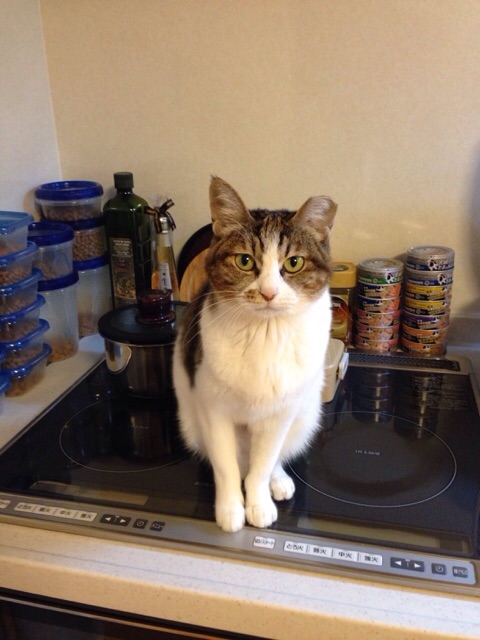 f:id:akiyochan15:20141120125601j:image:w389 f:id:akiyochan15:20141120125601j:image:w389