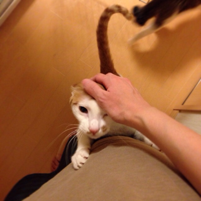 f:id:akiyochan15:20141201023445j:image:w400