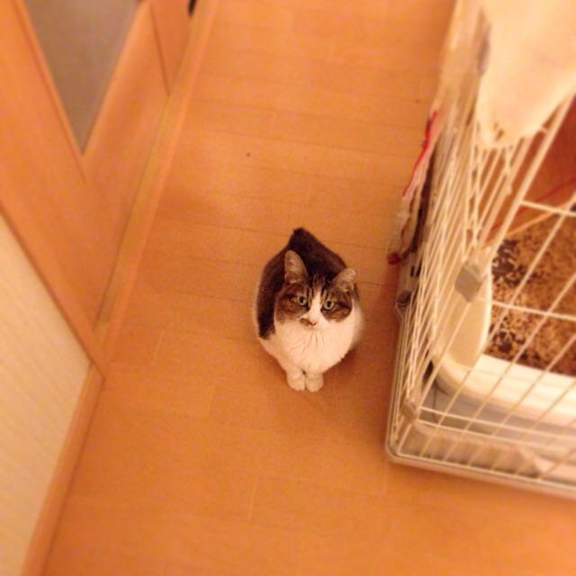 f:id:akiyochan15:20141201023453j:image:w400
