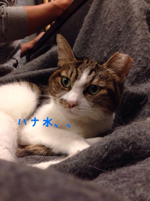 f:id:akiyochan15:20141201023947j:image:w389