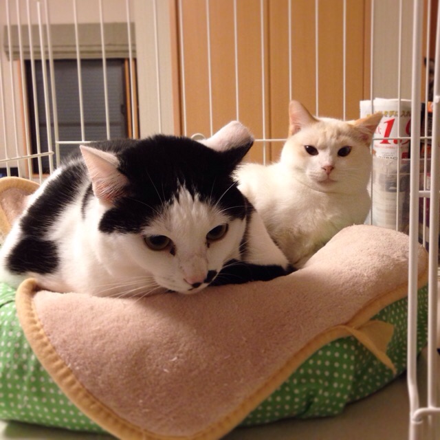 f:id:akiyochan15:20141214043854j:image:w300