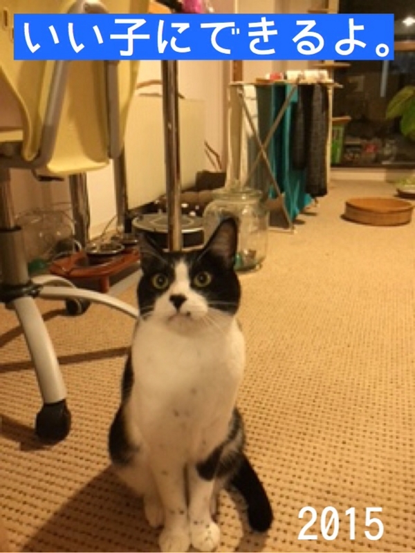 f:id:akiyochan15:20150117192221j:image:w389 f:id:akiyochan15:20150117192221j:image:w389