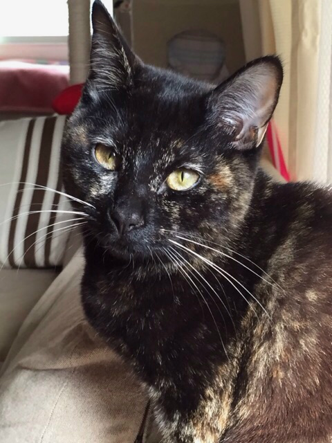 f:id:akiyochan15:20150127162506j:image:w389