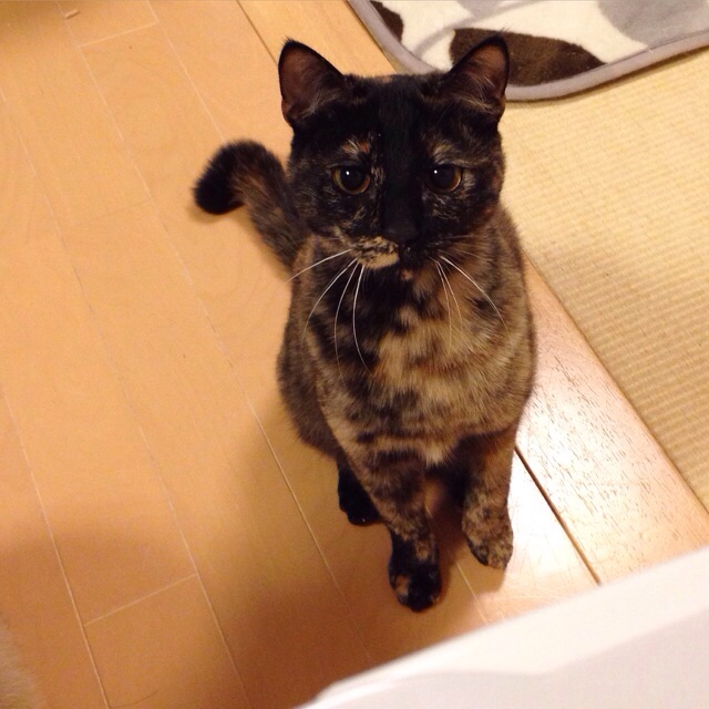 f:id:akiyochan15:20150127162507j:image:w400