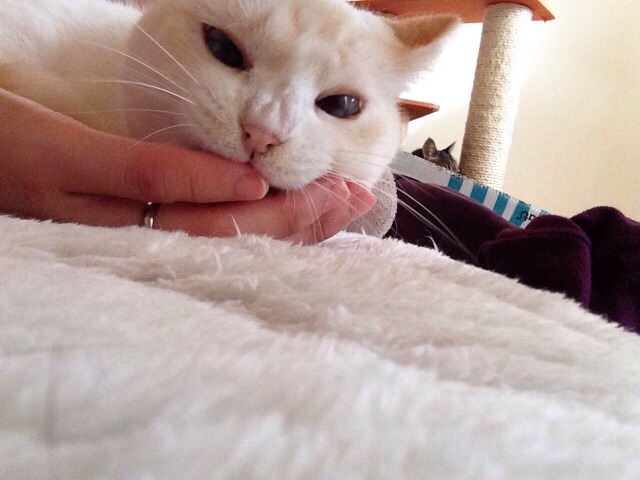 f:id:akiyochan15:20150224213005j:image:w518