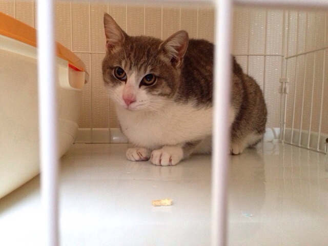 f:id:akiyochan15:20150301211705j:image:w518