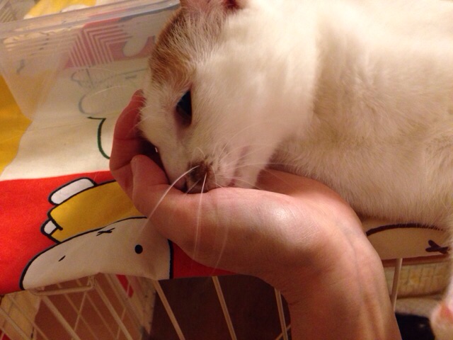 f:id:akiyochan15:20150304112136j:image:w518