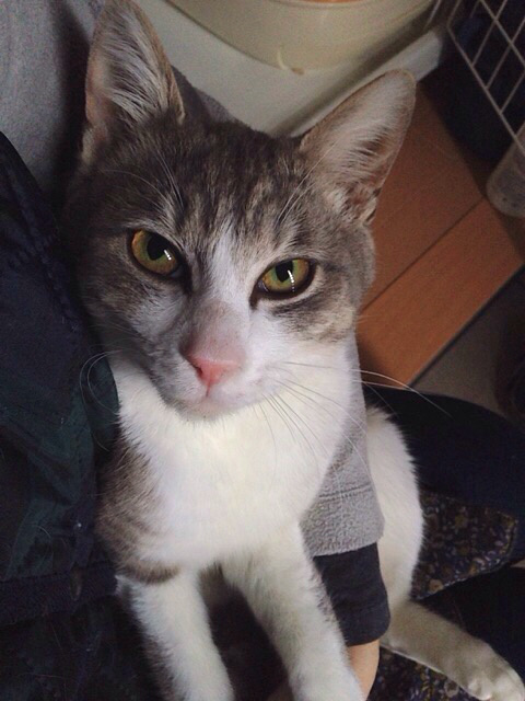 f:id:akiyochan15:20150311121528j:image:w389 f:id:akiyochan15:20150311121528j:image:w389