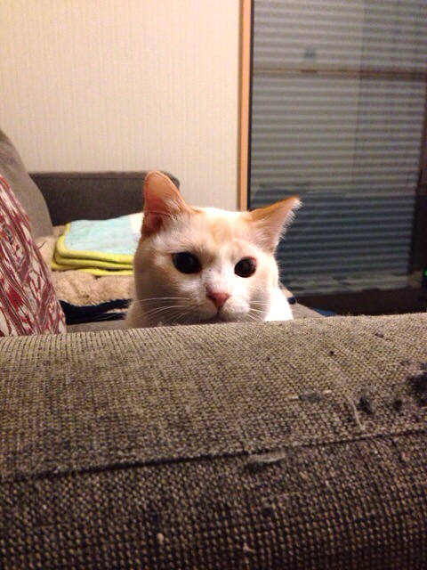 f:id:akiyochan15:20150311121529j:image:w389 f:id:akiyochan15:20150311121529j:image:w389