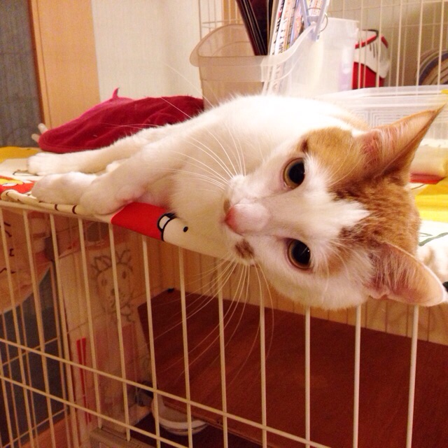f:id:akiyochan15:20150311121530j:image:w400 f:id:akiyochan15:20150311121530j:image:w400