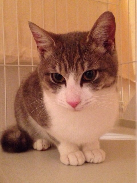 f:id:akiyochan15:20150313121648j:image:w389