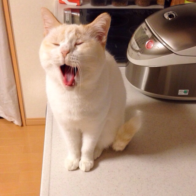 f:id:akiyochan15:20150313121650j:image:w400