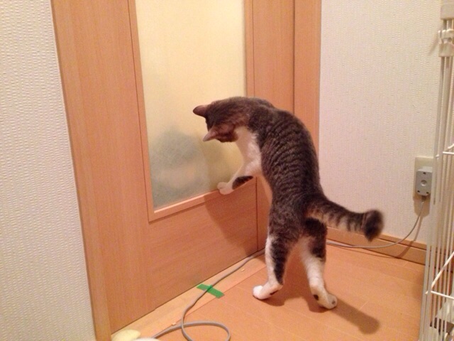 f:id:akiyochan15:20150313123829j:image:w518