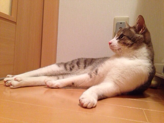 f:id:akiyochan15:20150313123831j:image:w518