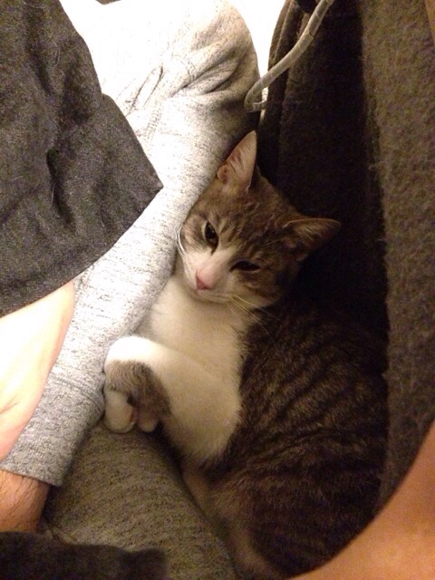 f:id:akiyochan15:20150323130714j:image:w389 f:id:akiyochan15:20150323130714j:image:w389