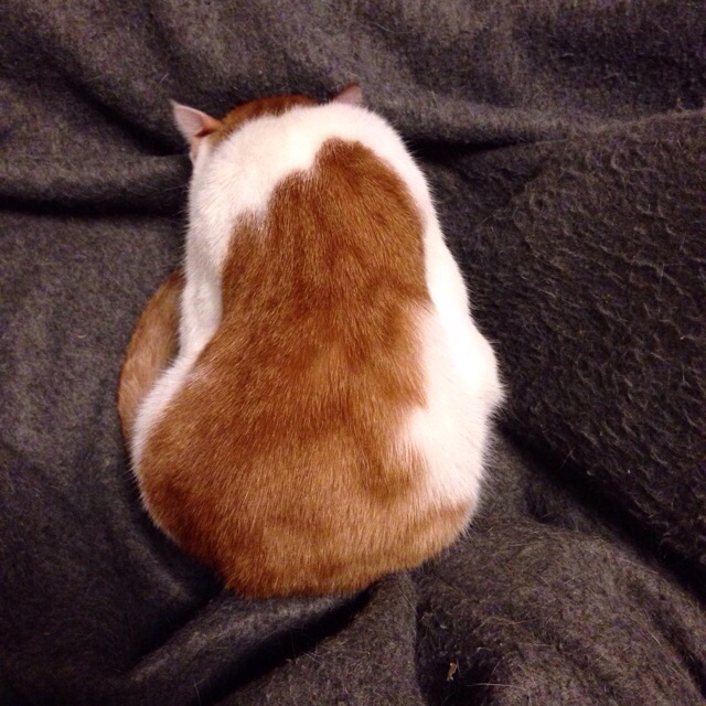 f:id:akiyochan15:20150323140355j:image:w400 f:id:akiyochan15:20150323140355j:image:w400