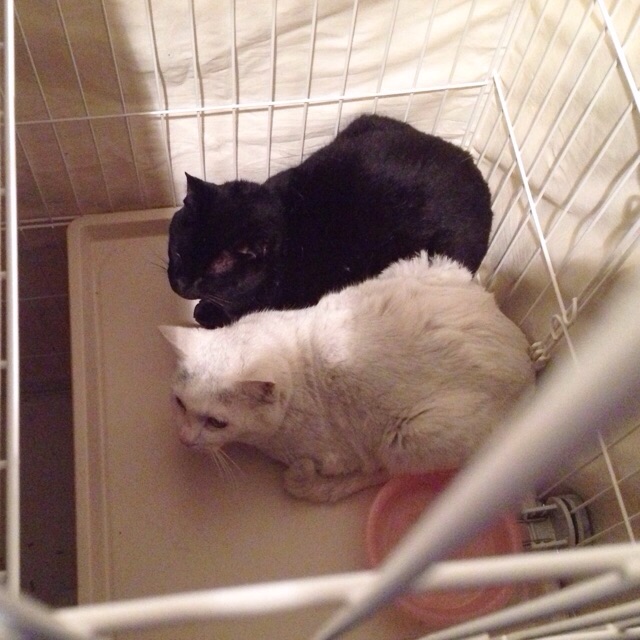 f:id:akiyochan15:20150329033614j:image:w400