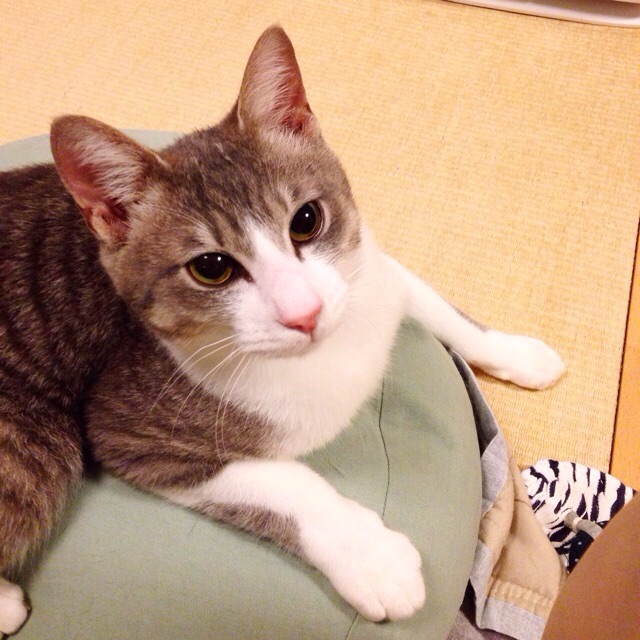 f:id:akiyochan15:20150510213041j:image:w400