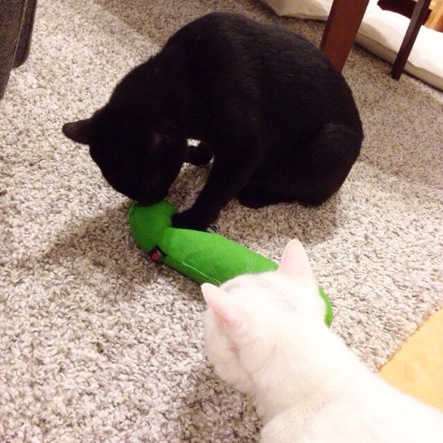 f:id:akiyochan15:20150607172022j:image:w400