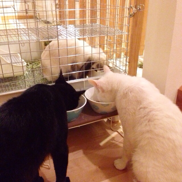 f:id:akiyochan15:20150607172024j:image:w400