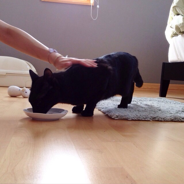 f:id:akiyochan15:20150607172135j:image:w400