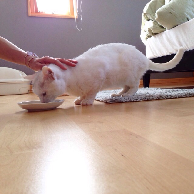 f:id:akiyochan15:20150607172136j:image:w400