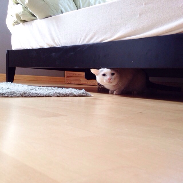 f:id:akiyochan15:20150607172137j:image:w400