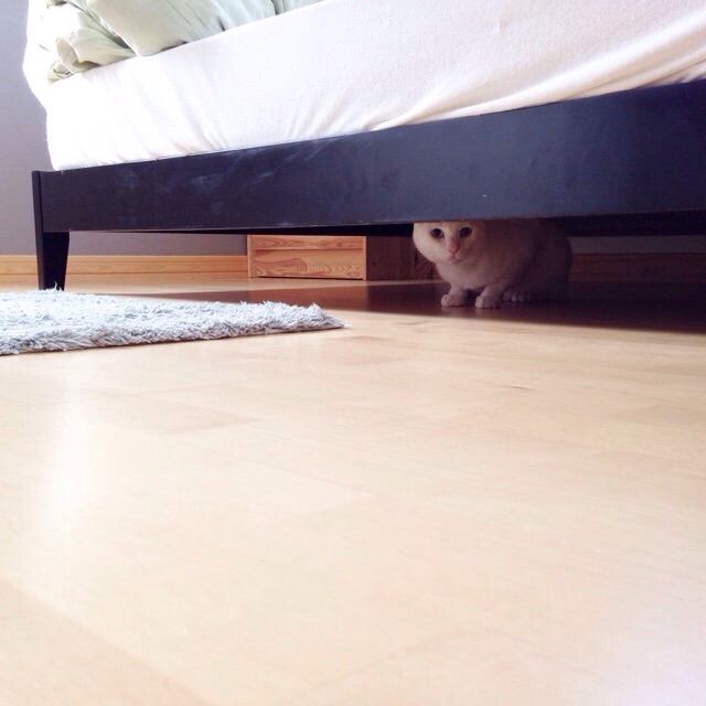 f:id:akiyochan15:20150607172138j:image:w400