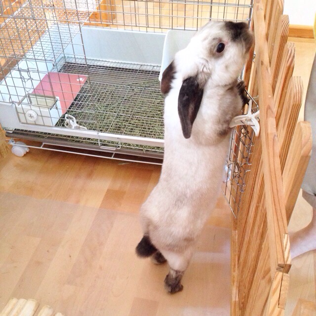 f:id:akiyochan15:20150607172218j:image:w400