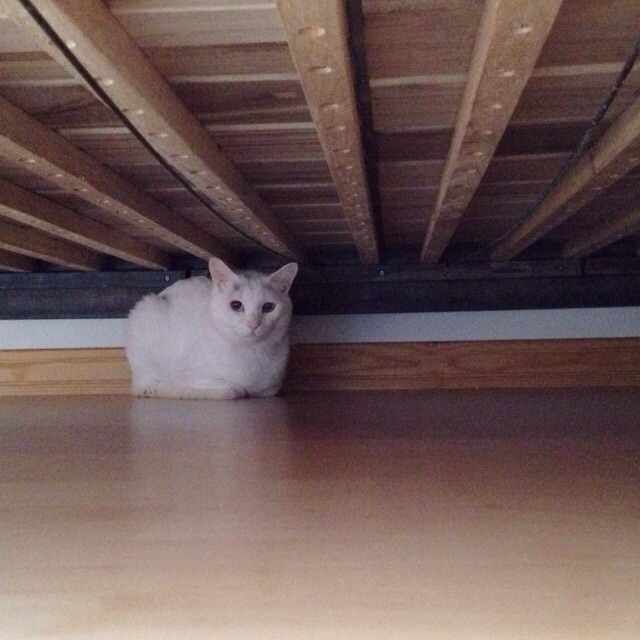 f:id:akiyochan15:20150607172219j:image:w400