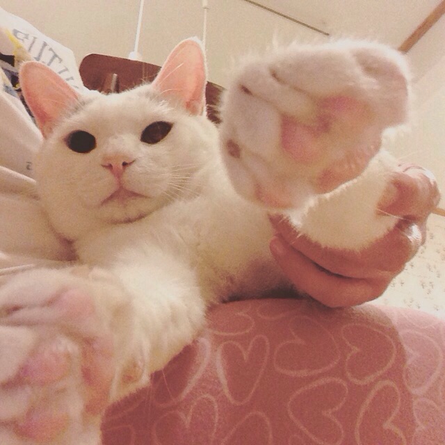 f:id:akiyochan15:20150608132153j:image:w400