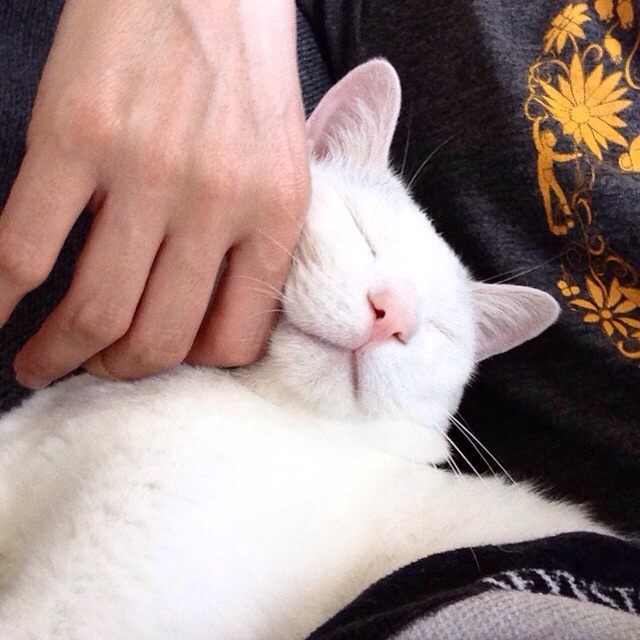 f:id:akiyochan15:20150727222335j:image:w400