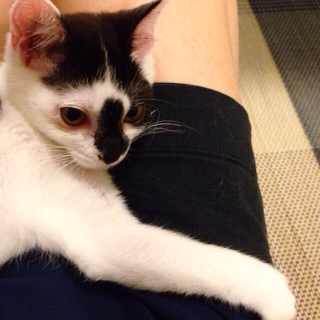 f:id:akiyochan15:20150727222336j:image:w400