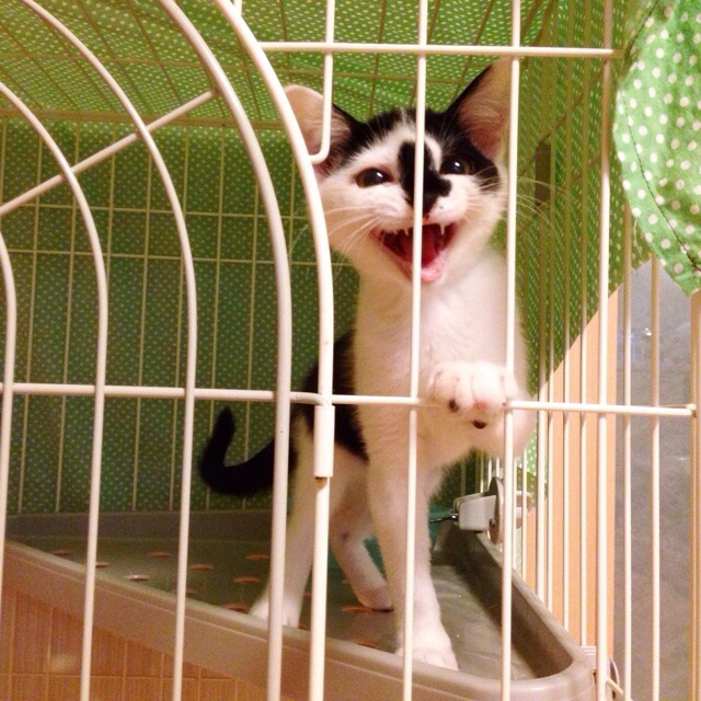 f:id:akiyochan15:20150727222337j:image:w400