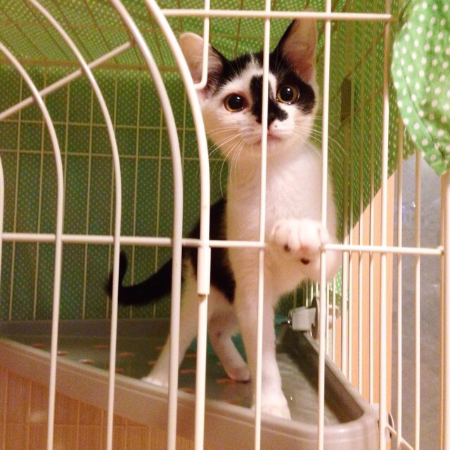 f:id:akiyochan15:20150727222338j:image:w400