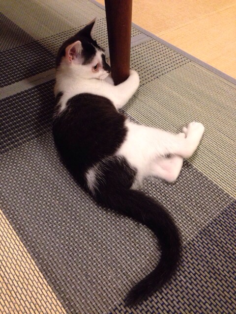 f:id:akiyochan15:20150730233744j:image:w389