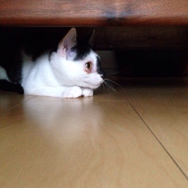 f:id:akiyochan15:20150803201047j:image:w400