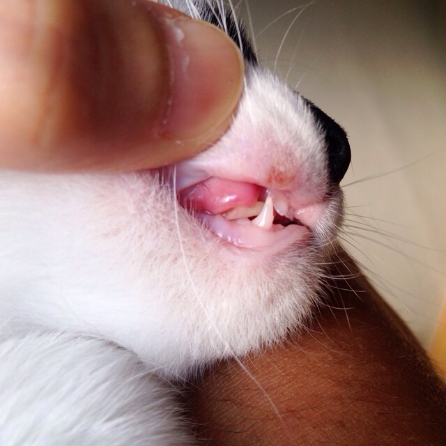 f:id:akiyochan15:20150803201422j:image:w400