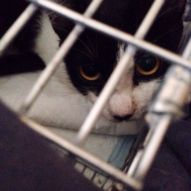 f:id:akiyochan15:20150830145414j:image:w400 f:id:akiyochan15:20150830145414j:image:w400