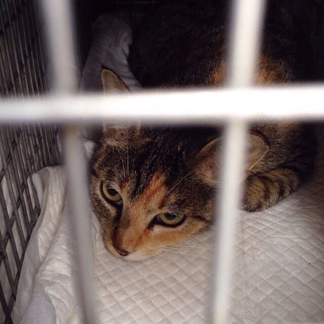 f:id:akiyochan15:20150830145416j:image:w400 f:id:akiyochan15:20150830145416j:image:w400