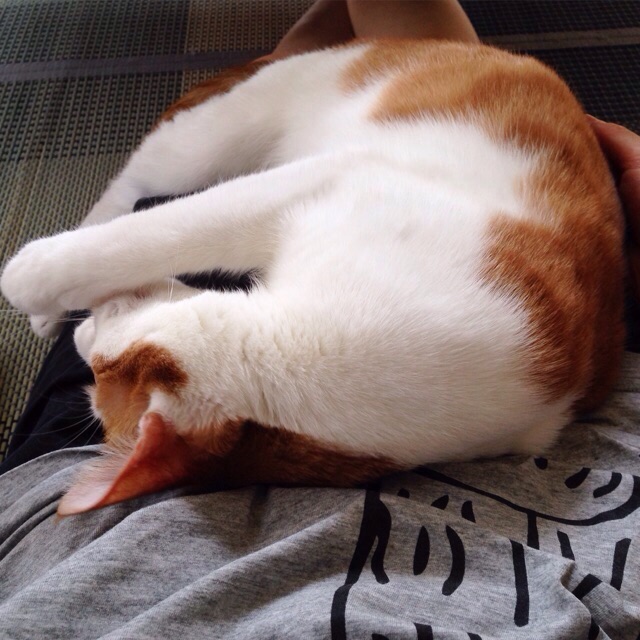 f:id:akiyochan15:20150830145418j:image:w400 f:id:akiyochan15:20150830145418j:image:w400