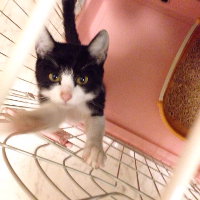 f:id:akiyochan15:20150910131402j:image:w400 f:id:akiyochan15:20150910131402j:image:w400