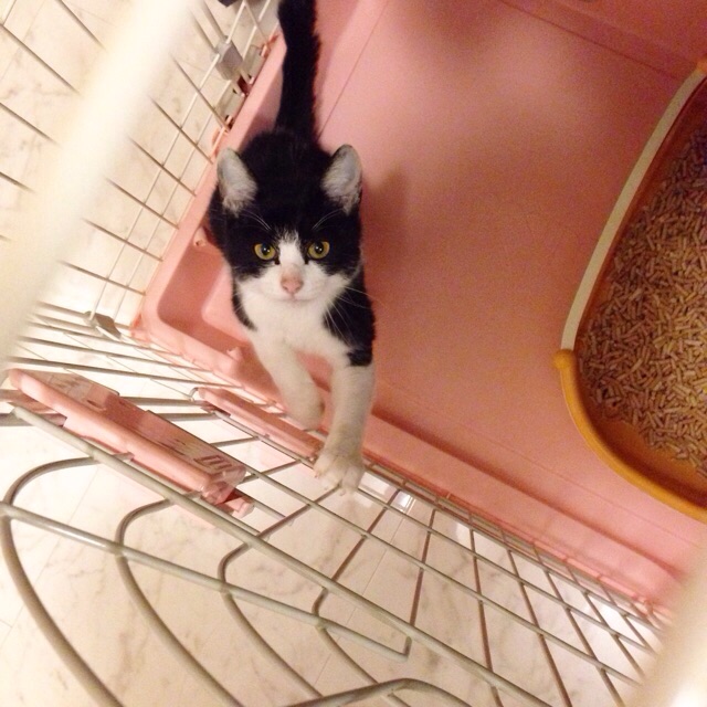 f:id:akiyochan15:20150910131403j:image:w400 f:id:akiyochan15:20150910131403j:image:w400