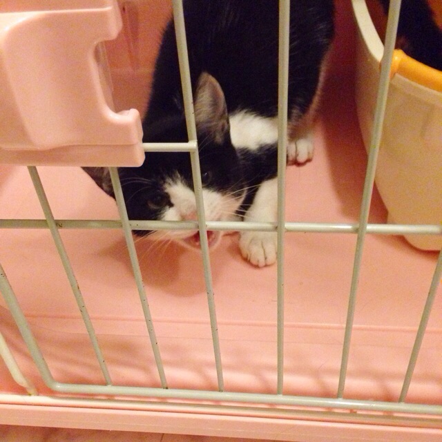 f:id:akiyochan15:20150910164819j:image:w400 f:id:akiyochan15:20150910164819j:image:w400