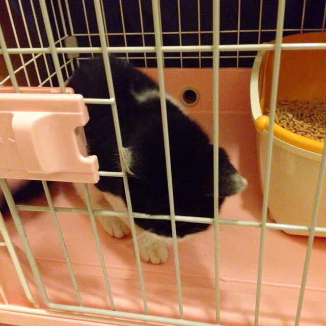 f:id:akiyochan15:20150910164820j:image:w400 f:id:akiyochan15:20150910164820j:image:w400