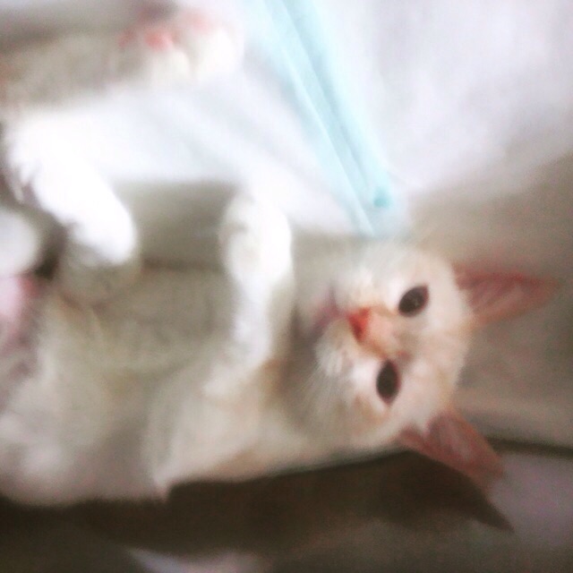 f:id:akiyochan15:20150915120959j:image:w400 f:id:akiyochan15:20150915120959j:image:w400