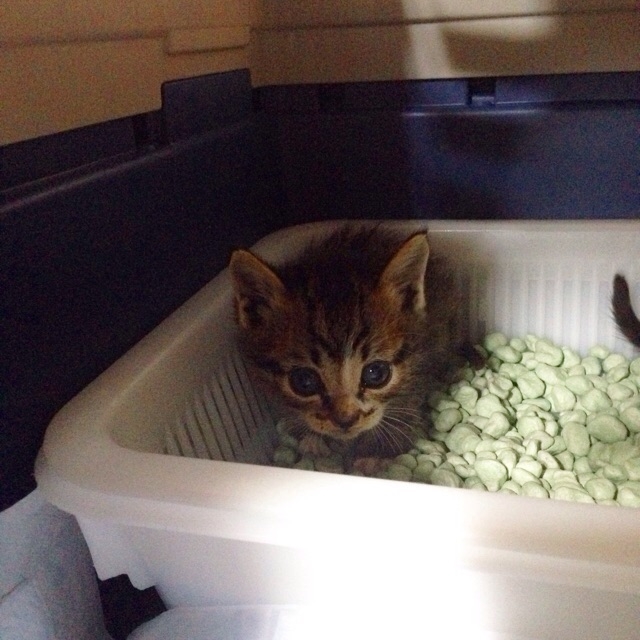 f:id:akiyochan15:20151008144402j:image:w400 f:id:akiyochan15:20151008144402j:image:w400