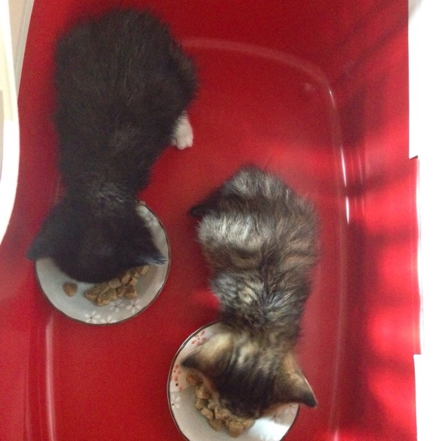 f:id:akiyochan15:20151008144403j:image:w400 f:id:akiyochan15:20151008144403j:image:w400