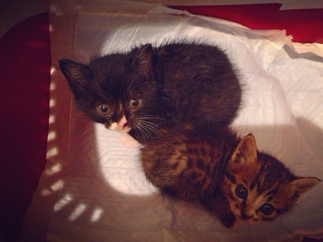 f:id:akiyochan15:20151008144404j:image:w518 f:id:akiyochan15:20151008144404j:image:w518